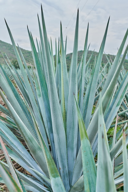 Plantacja niebieskiej agawy na polu, aby wyprodukować koncepcję tequili dla przemysłu tequili