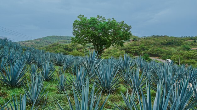 Plantacja niebieskiej agawy na polu do produkcji tequili