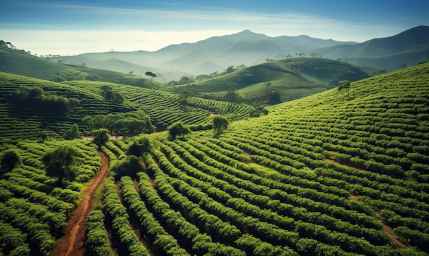 Zdjęcie plantacja offee rozciągająca się wśród wzgórz z schludnymi rzędami kawowców