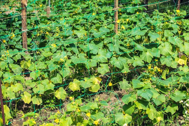 Plantacja ogórków Naturalne tło