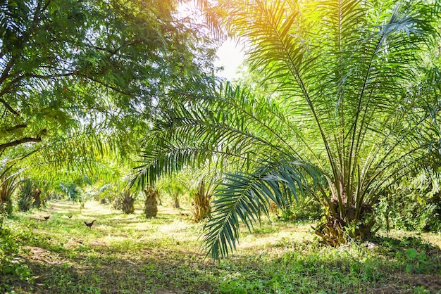 Plantacja palm, olej palmowy z upraw w zielonym, tropikalnym drzewie roślina palmy pola natura gospodarstwo rolne mieszane rolnictwo nowość