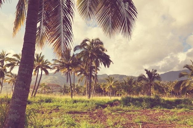 Plantacja palm