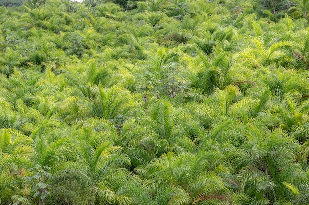 Plantacja Palmy Brzoskwiniowej Lub Pupunha