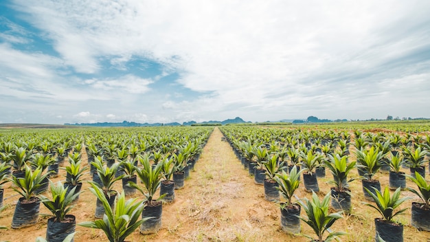 Plantacja Palmy Olejowej, Wysiew Palmy Olejowej