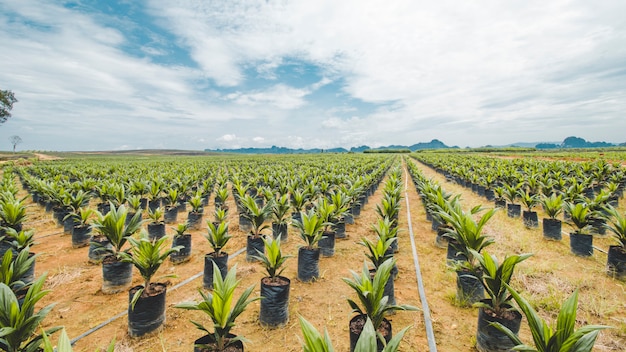 Plantacja palmy olejowej, wysiew palmy olejowej