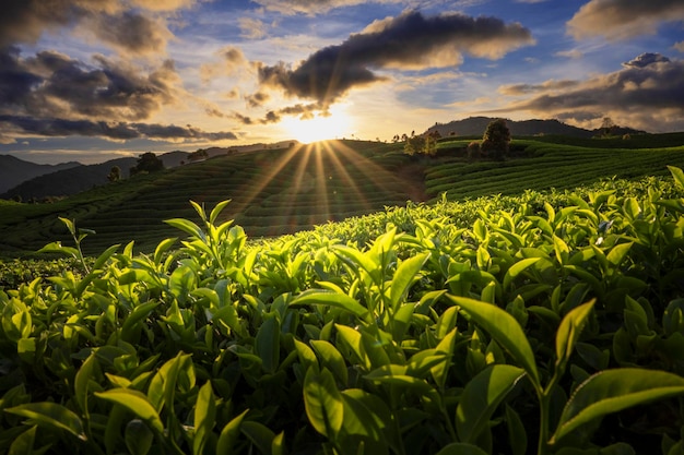 Plantacja pola herbacianego na pięknym niebie o zachodzie słońca