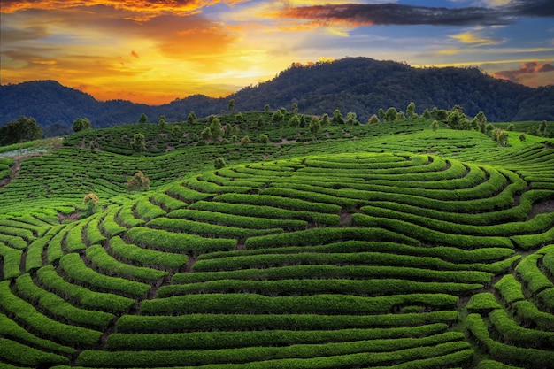 Plantacja pola herbacianego w pięknym zachodzie słońca