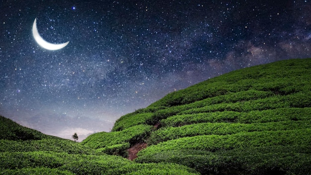 Plantacja pola herbaty w piękną noc i niebo