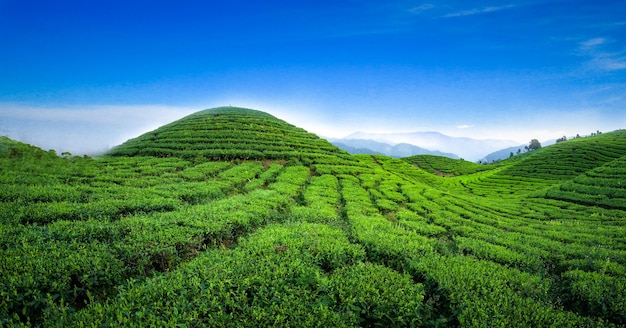 Plantacja pola herbaty w piękny dzień i niebo
