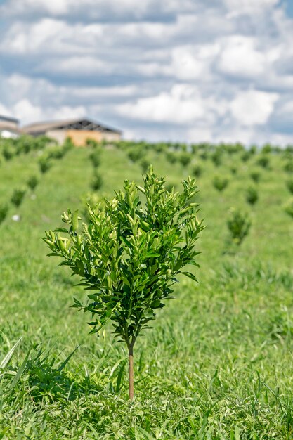 Plantacja Pomarańczy Z Młodymi Drzewami