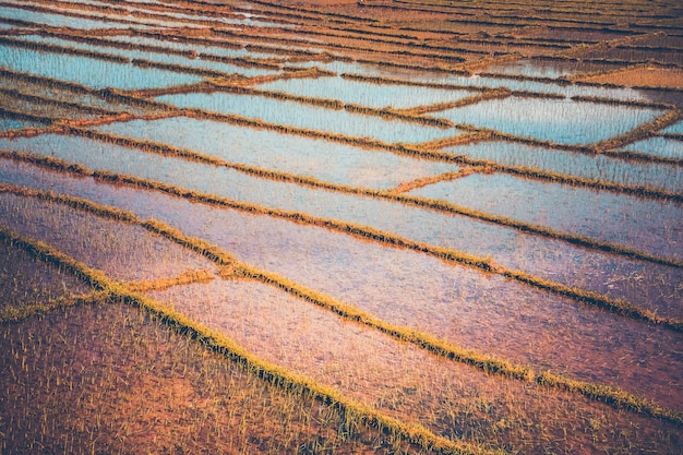 Plantacja ryżu w Nepalu. Zabytkowy filtr. Tonowanie na Instagramie. Naturalne tło