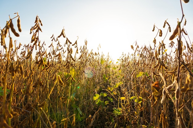 Plantacja soi jesienią Sezon zbioru soi Dojrzałe rośliny soi