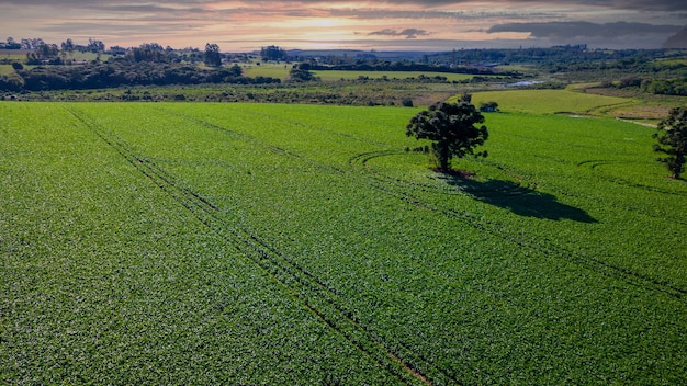 plantacja soi w Brazylii. Zielone pole z uprawą soi. Widok z lotu ptaka