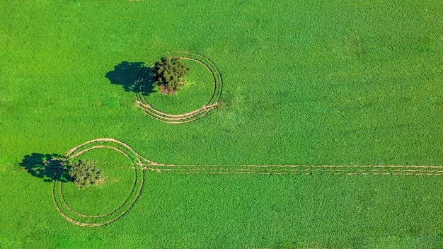plantacja soi w Brazylii. Zielone pole z uprawą soi. Widok z lotu ptaka