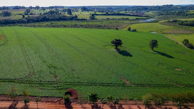 plantacja soi w Brazylii. Zielone pole z uprawą soi. Widok z lotu ptaka