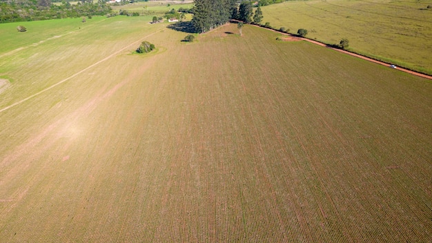 plantacja soi w Brazylii. Zielone pole z uprawą soi. Widok z lotu ptaka