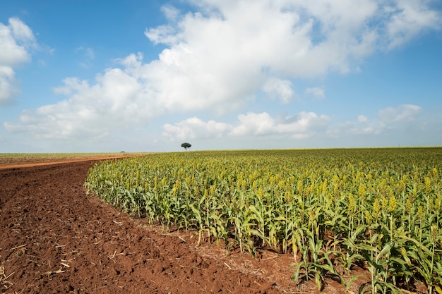 Plantacja Sorgo W Słoneczny Dzień W Brazylii.