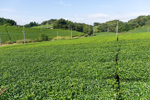 Plantacja świeżej zielonej herbaty