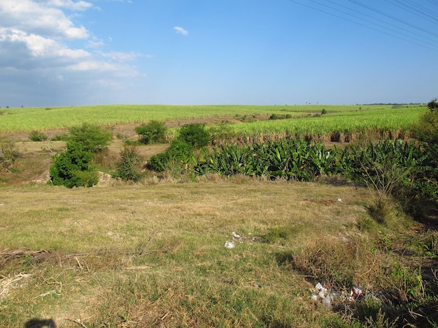 Plantacja trzciny cukrowej na Kubie