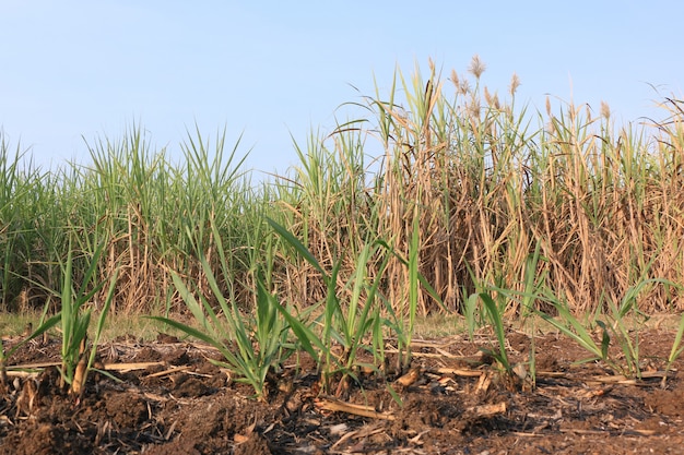 Zdjęcie plantacja trzciny cukrowej w tajlandii