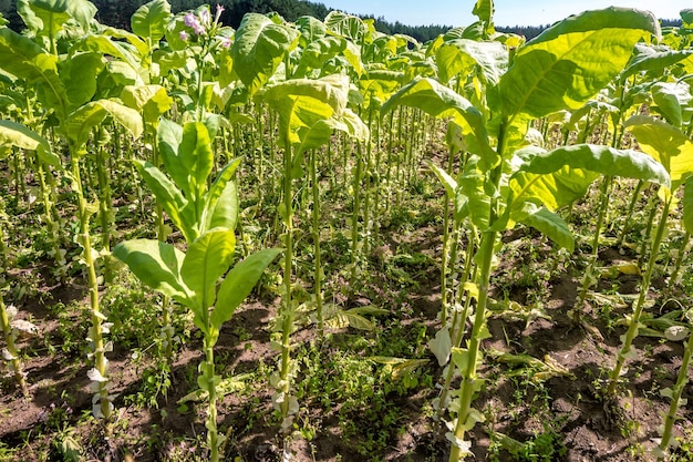 Plantacja tytoniu pod błękitnym niebem z dużymi zielonymi liśćmi