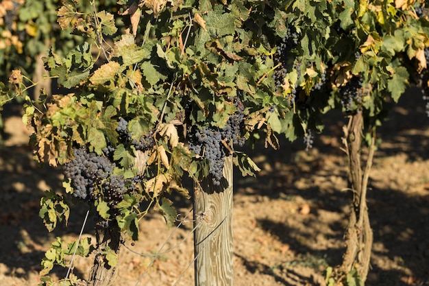 Plantacja winnic latem. Winorośl rosnąca na zielono utworzona przez krzewy.