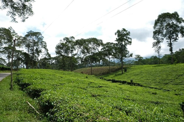 Zdjęcie plantacja zielonej herbaty kebun teh tambi