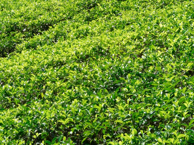 Plantacja zielonej herbaty
