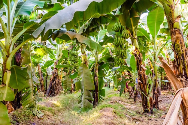 Plantacja zielonych bananowców latem