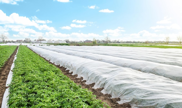 Zdjęcie plantacja ziemniaków pokryta włóknami rolnymi otwarcie młodych krzewów ziemniakowych w miarę ocieplenia utwardzanie roślin pod koniec wiosny efekt cieplarniany do pielęgnacji i ochrony rolnictwo rolnicze