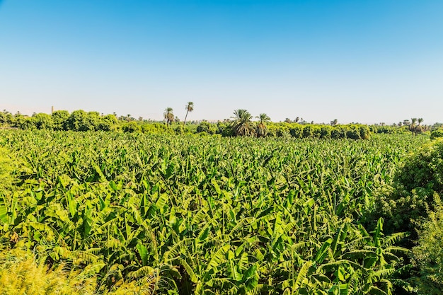 Zdjęcie plantacje bananów w egipcie w dolinie nilu