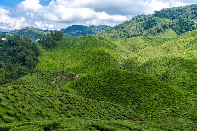 Plantacje herbaty Cameron Valley. Zielone wzgórza w górach Malezji. Produkcja herbaty. Zielone krzewy młodej herbaty.