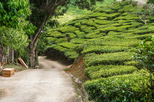 Zdjęcie plantacje herbaty cameron valley. zielone wzgórza w górach malezji. produkcja herbaty. zielone krzewy młodej herbaty.
