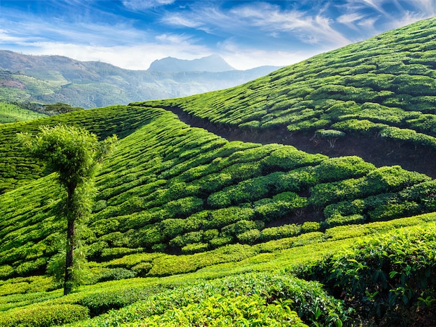 Plantacje herbaty, Munnar, stan Kerala, Indie