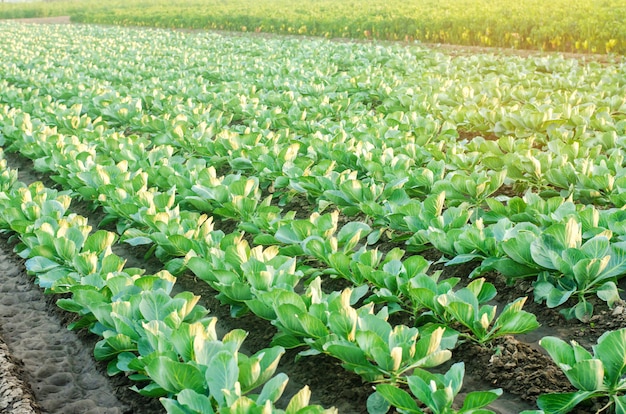 Plantacje kapusty rosną w terenie. rzędy warzywne. rolnictwo, rolnictwo. Krajobraz