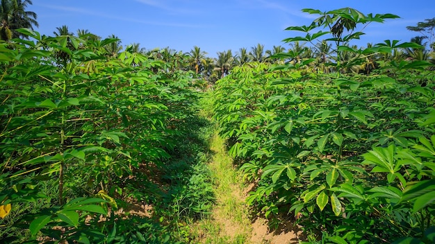 plantacje manioku w Indonezji