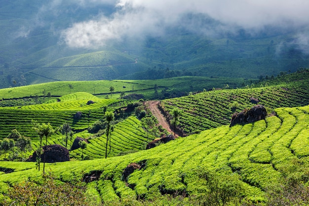 Plantacje zielonej herbaty w Munnar, Kerala, Indie