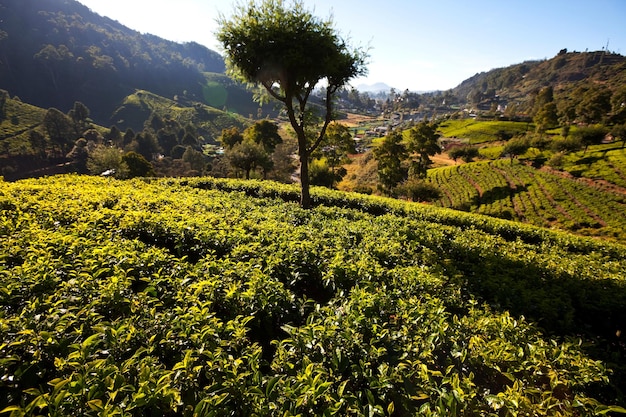 plantacji herbaty