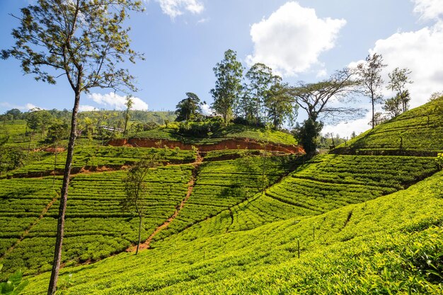 plantacji herbaty