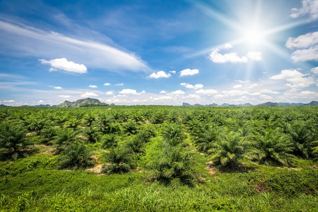 Plantacji świeżego Oleju Palmowego Zielony Przeciw Błękitne Niebo Z Białymi Chmurami I Słońcem. Tajlandia, Prowincja Krabi. Piękny Krajobraz Przyrody. Tło Rolnictwa