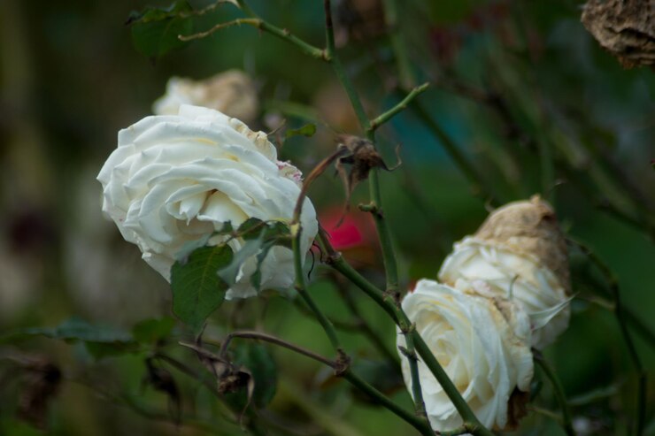 Zdjęcie plantas y flores de columbia
