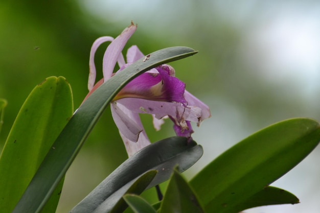 plantas