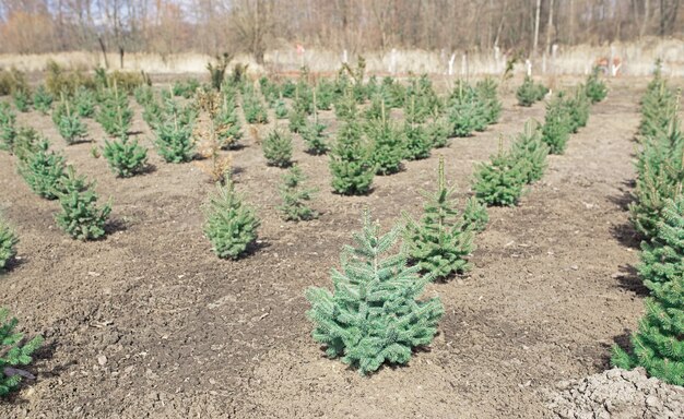 Plantatnion Młodych Zielonych Jodeł, Choinek, Jodły Nordmanna I Innych Upraw Jodły, Gotowe Do Sprzedaży Na Boże Narodzenie I Nowy Rok