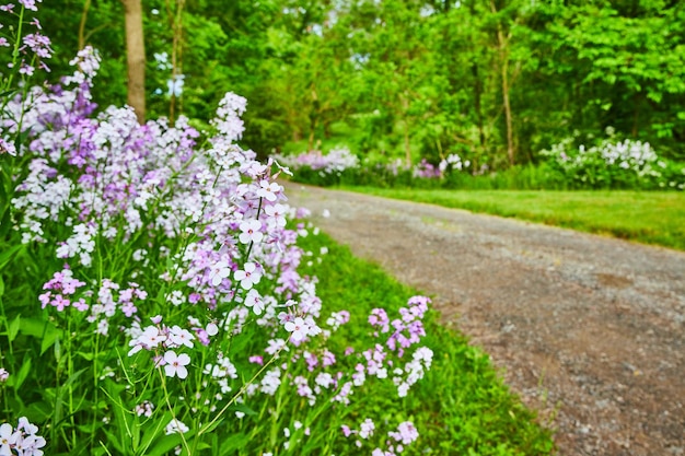 Płaska fioletowych kwiatów, wieloletnie rośliny Dames Rocket obok żwirowatej ścieżki do lasu.