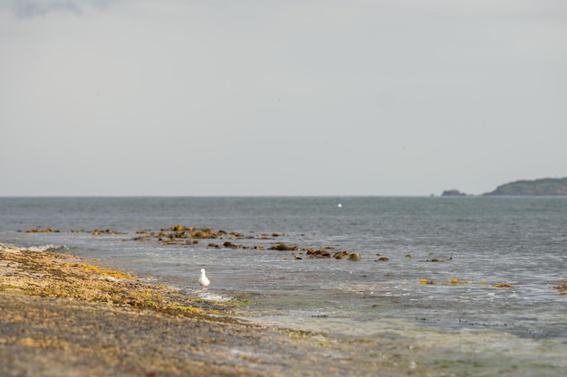 płaska skalistej linii brzegowej przy oceanie w Australii