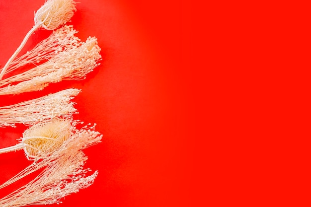 Płaskie leżały pomarańczowe suszone kwiaty na czerwonym tle Lyon skopiuj miejsce Miejsce na tekst Natura Natura Naturalny kosmetyk zdrowe odżywianie