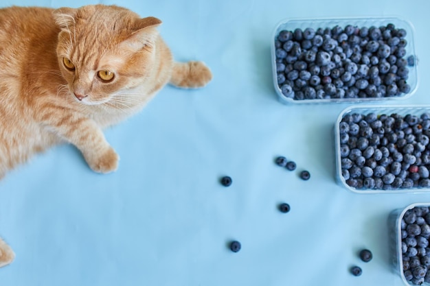 Zdjęcie płaskie ułożenie świeżych organicznych soczystych jagód z kotem na niebieskim tle widok z góry kopia przestrzeń koncepcja zdrowego i dietetycznego jedzenia przeciwutleniacza witaminy letnie jedzenie