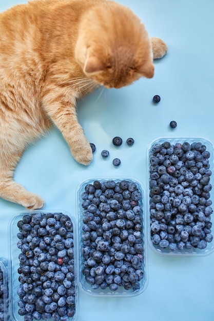 Płaskie ułożenie świeżych organicznych soczystych jagód z kotem na niebieskim tle widok z góry kopia przestrzeń Koncepcja zdrowego i dietetycznego jedzenia przeciwutleniacza witaminy letnie jedzenie