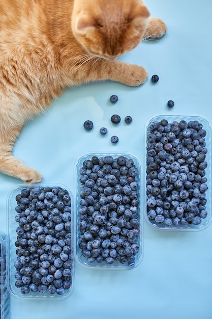 Płaskie ułożenie świeżych organicznych soczystych jagód z kotem na niebieskim tle