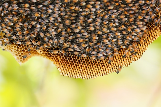 Plaster Miodu Na Drzewie Natura I Rój Pszczół Miodnych Na Grzebieniu